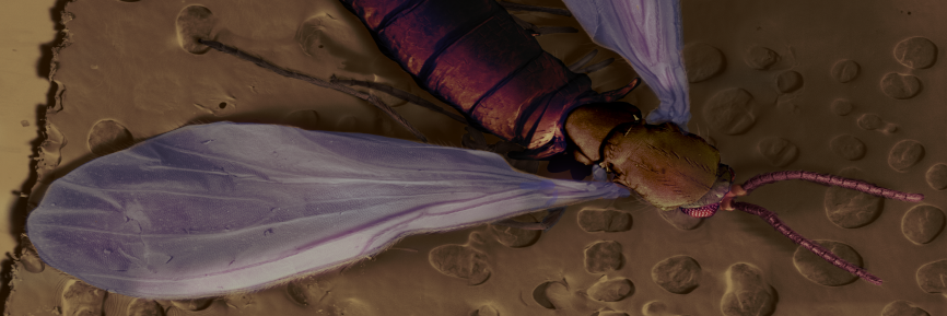 Christopher Own banner