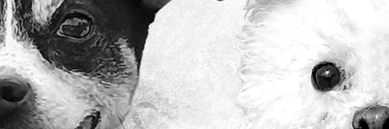 paolan_B's profile banner image