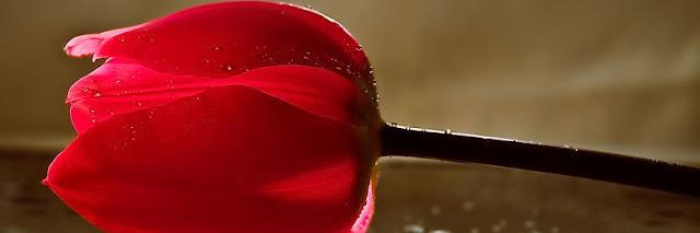 AwadSherry's profile banner image