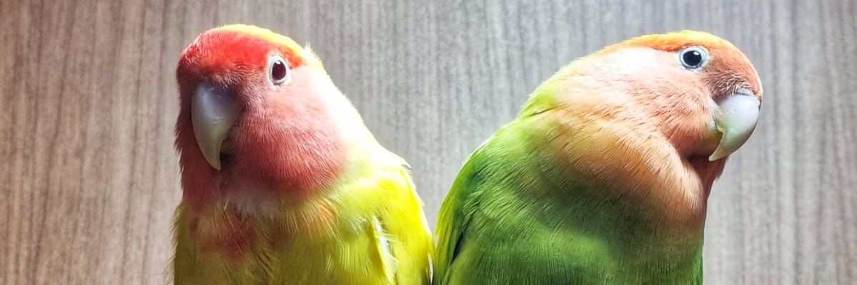 Isnard Novacrois banner