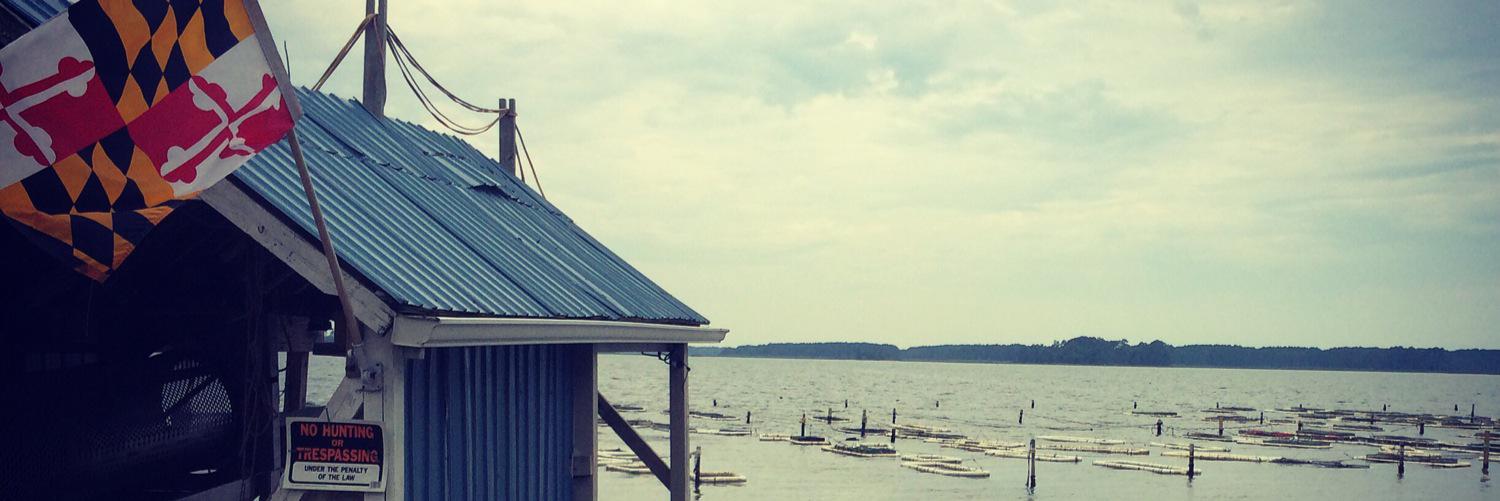 wildbhill's profile banner image