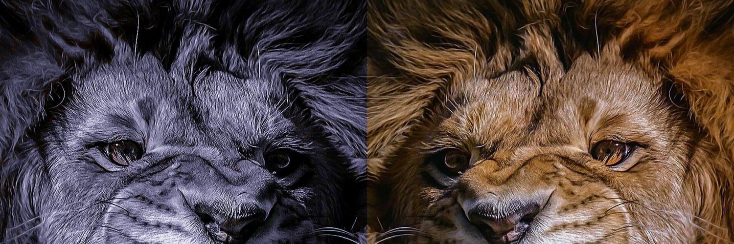 MONJOWS's profile banner image