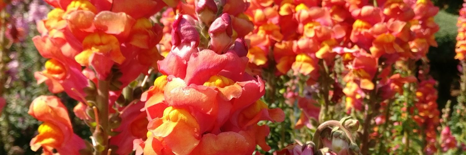 MHollbacher's profile banner image