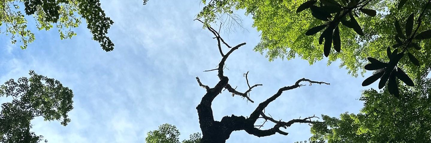 Scarter242's profile banner image
