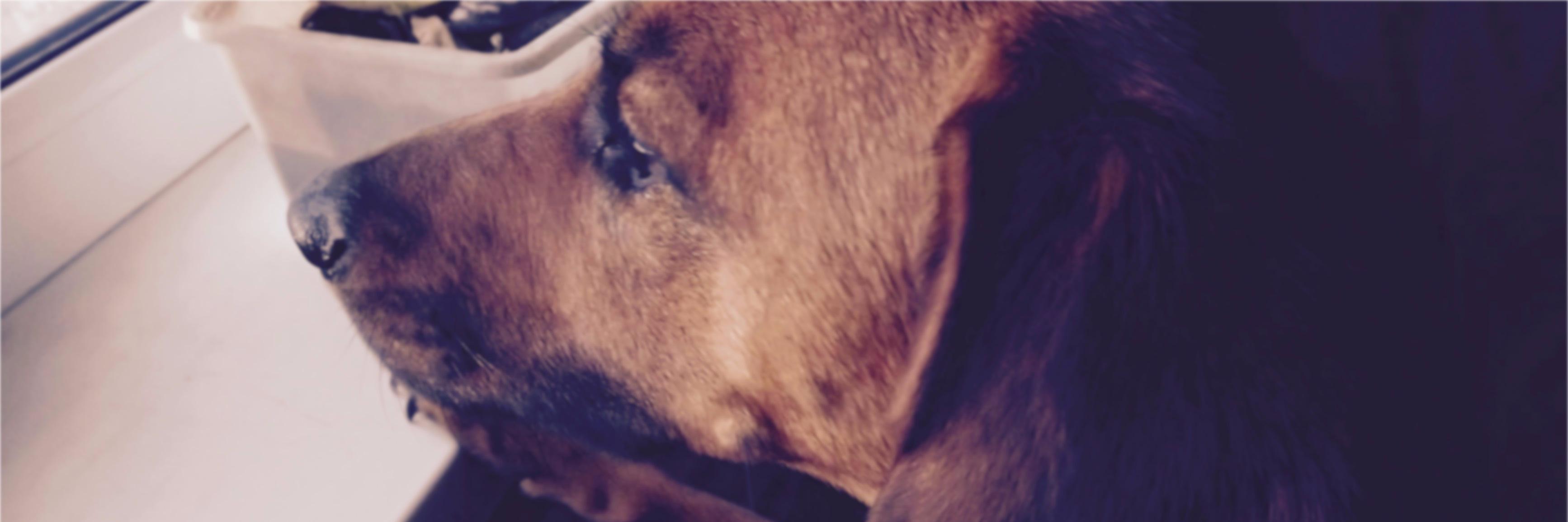 GCepukaityte's profile banner image