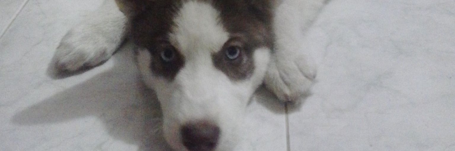 Reynel_00's profile banner image