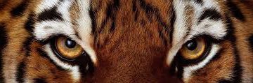 tatevanpoppel's profile banner image