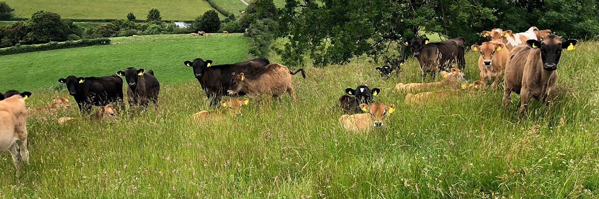 NeilsVeal's profile banner image