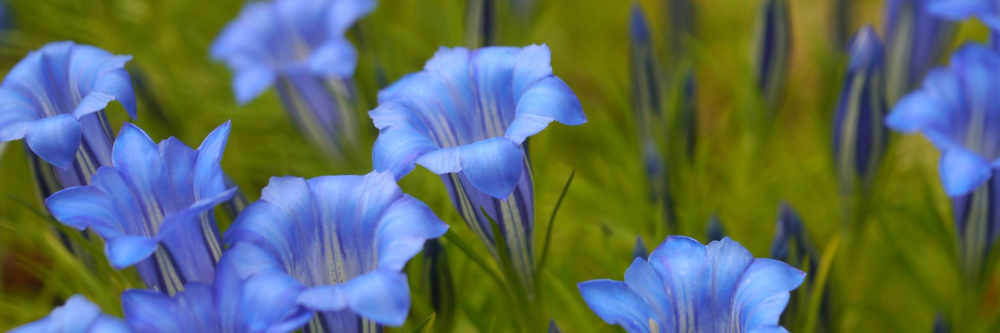 decoynursery's profile banner image