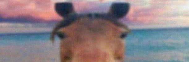 Will banner