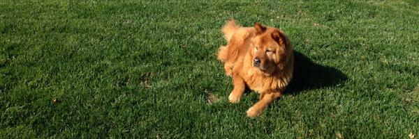 thechitra Profile Banner