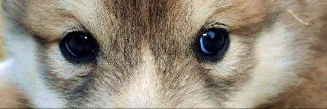 CrystalWolfPup's profile banner image