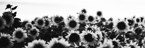gaintweetsxox's profile banner image
