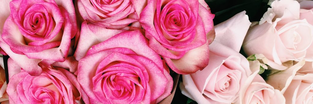 msHayleyBurrows's profile banner image