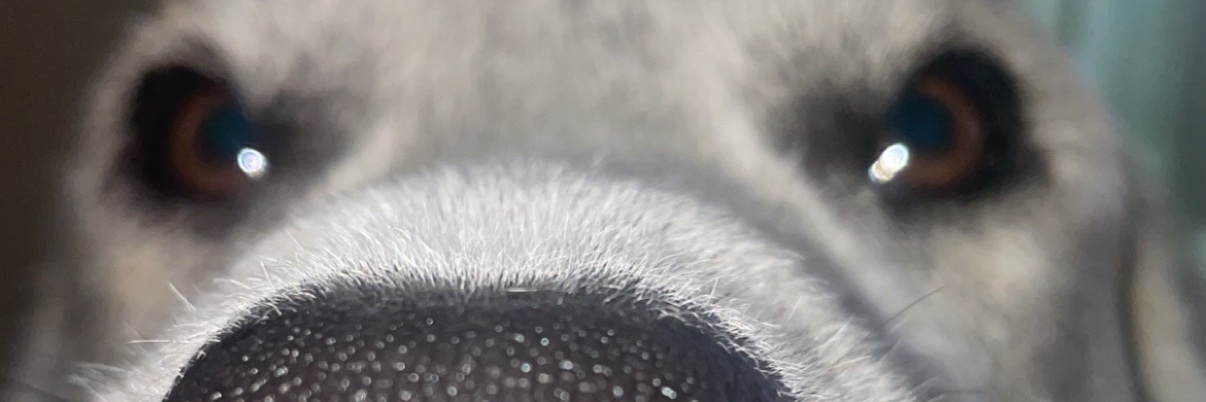 evangoat71's profile banner image