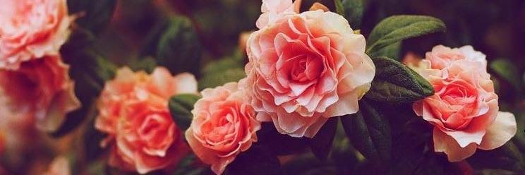 dorenatha's profile banner image