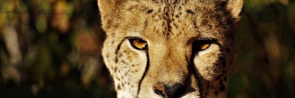 stavan Profile Banner