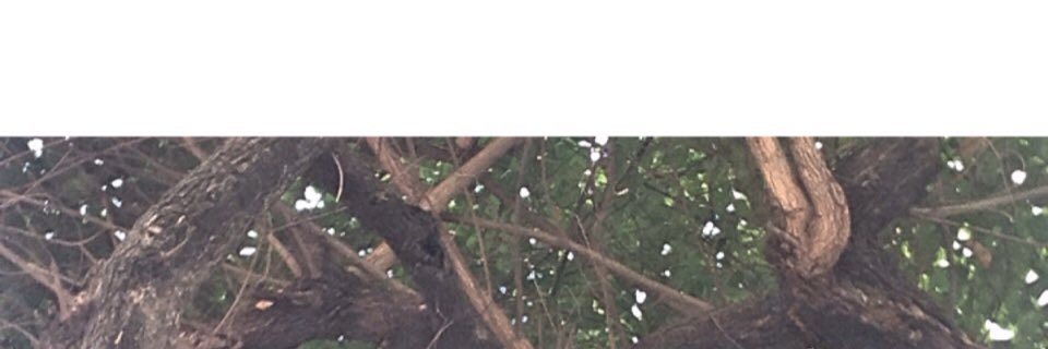 nutsababarr's profile banner image