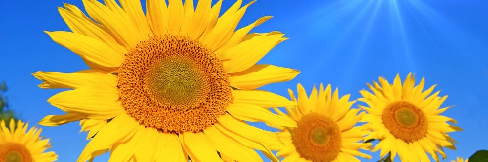 BCKirk11's profile banner image