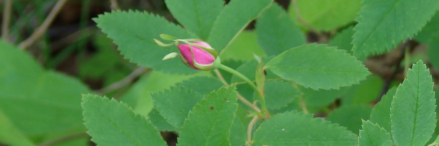 Dfl Environmental Caucus banner