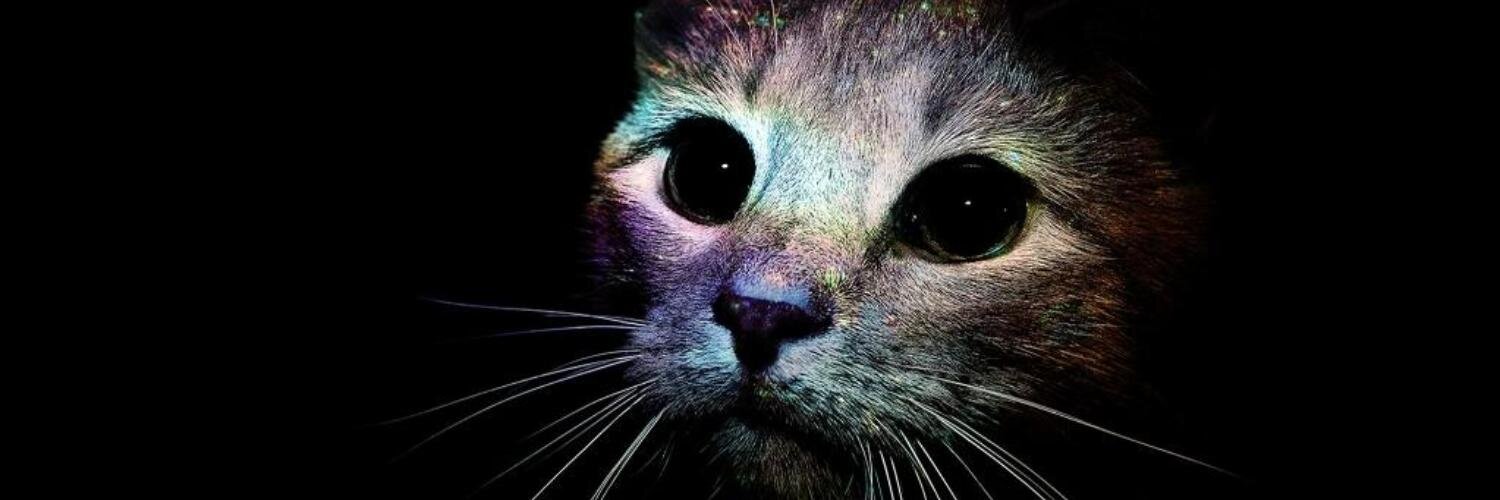 Beartaco's profile banner image