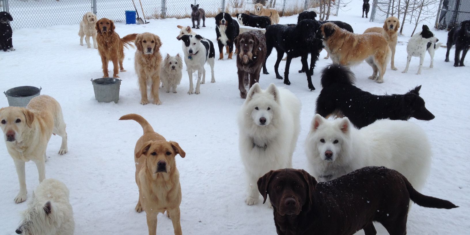 gonewildkennels's profile banner image