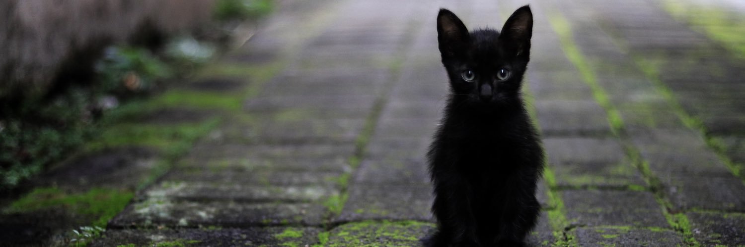 caitsith_game's profile banner image
