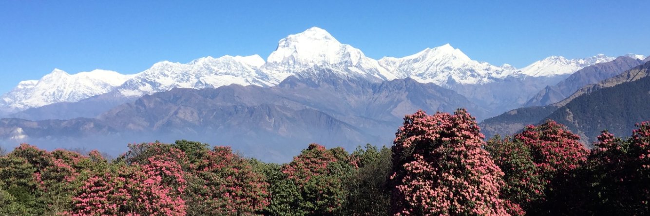 Tori Doss, MD banner