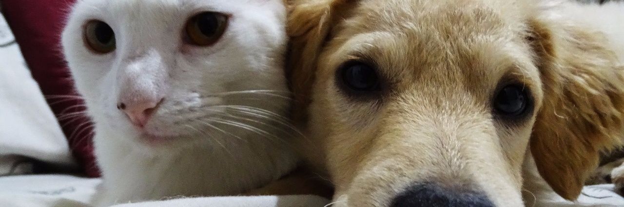 pablodao's profile banner image
