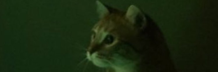 Authxrity's profile banner image