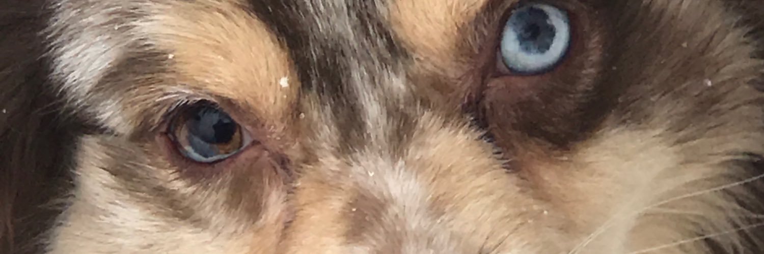 Petsmarttrainer's profile banner image