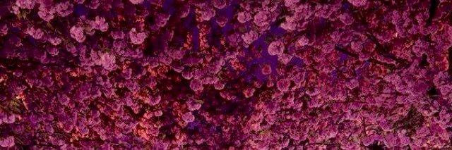 zelivaJill's profile banner image