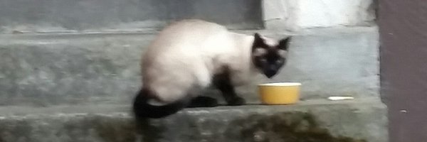 seandehey Profile Banner