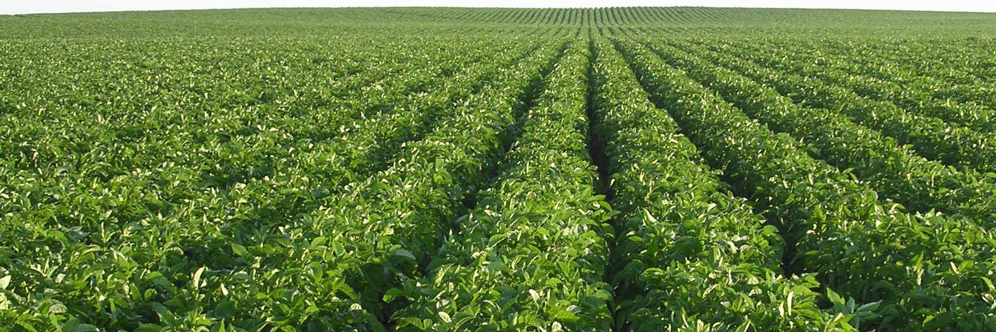 AB Potato Industry banner