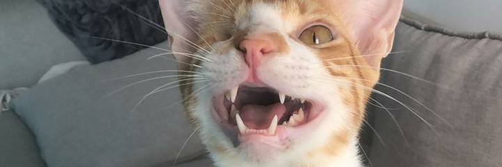 sinsemillazz's profile banner image