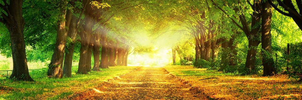 🍁Bethany🍁 banner