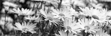 ElAmorCaduca's profile banner image