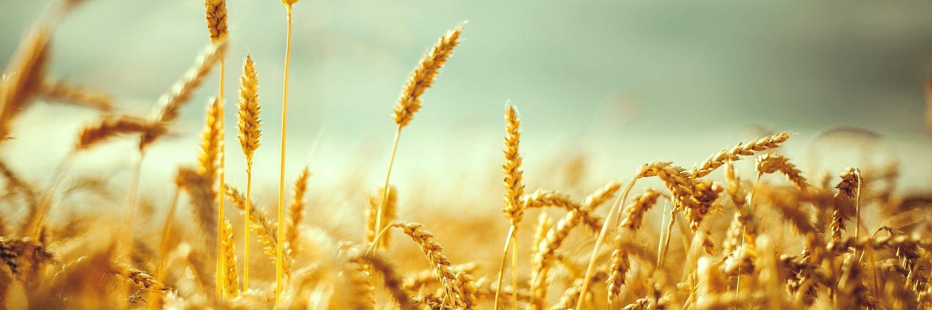 agrinomad's profile banner image