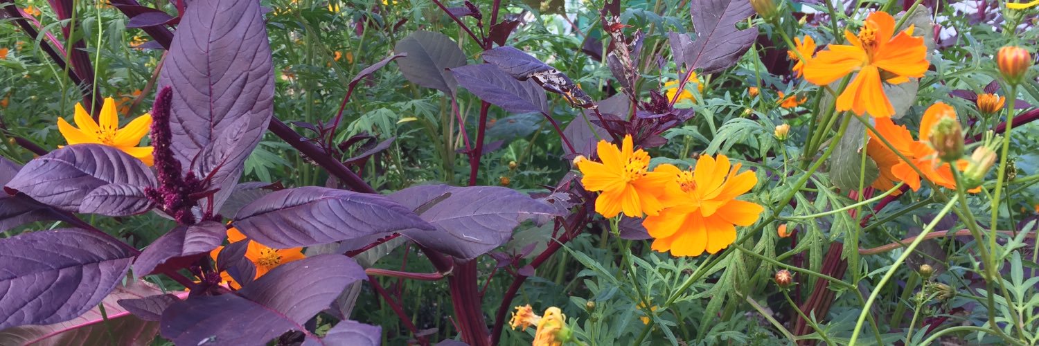 EdibleEdExp's profile banner image