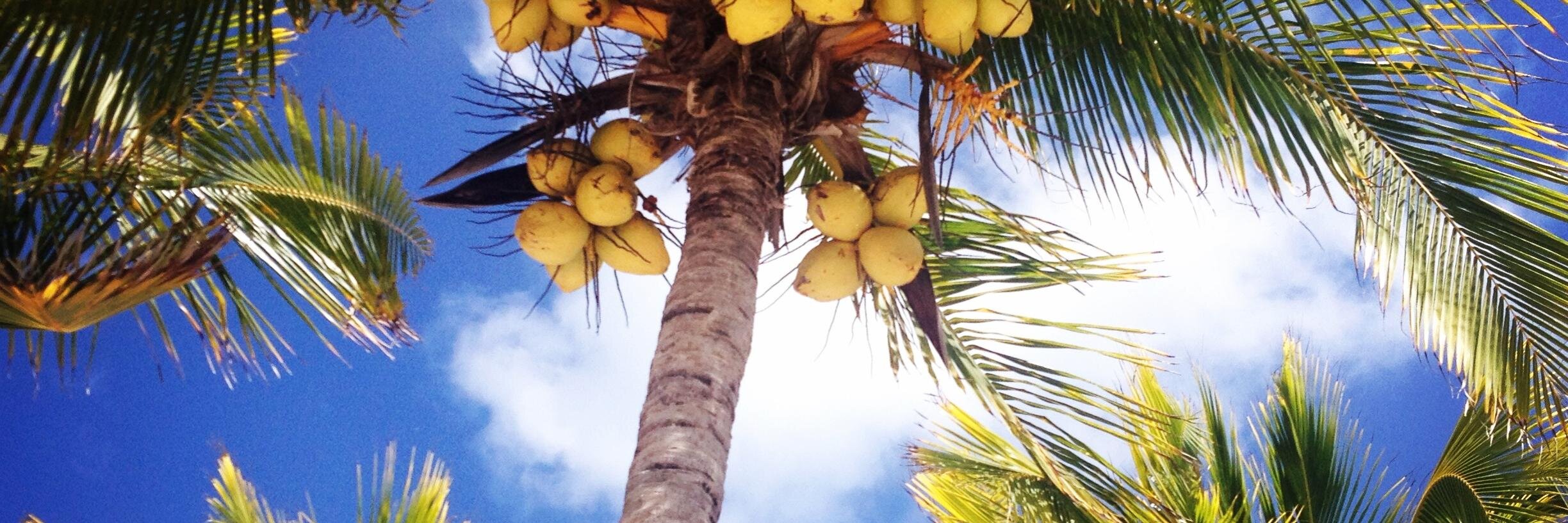 Michelle Putt banner