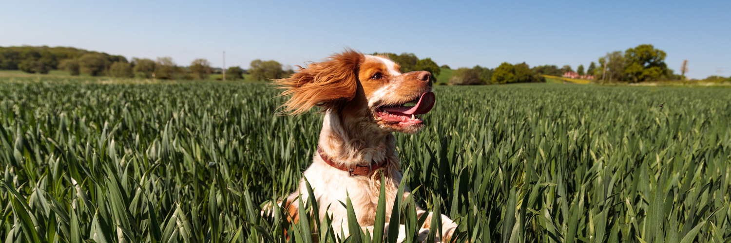 NUTRO Pet Food banner