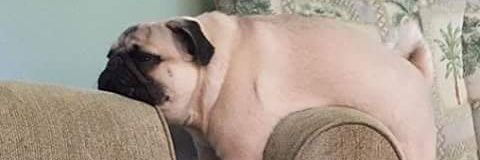 SillyMomo_'s profile banner image