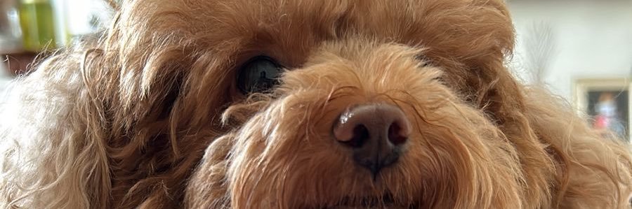 joejuw's profile banner image
