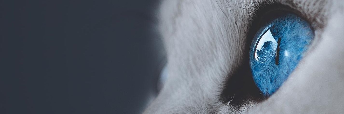 gularzugul's profile banner image