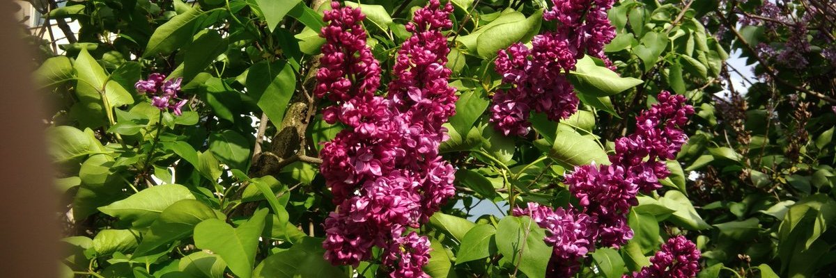ajusci's profile banner image
