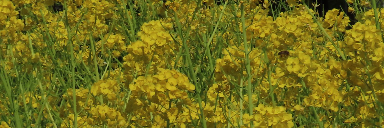 miiko_456's profile banner image
