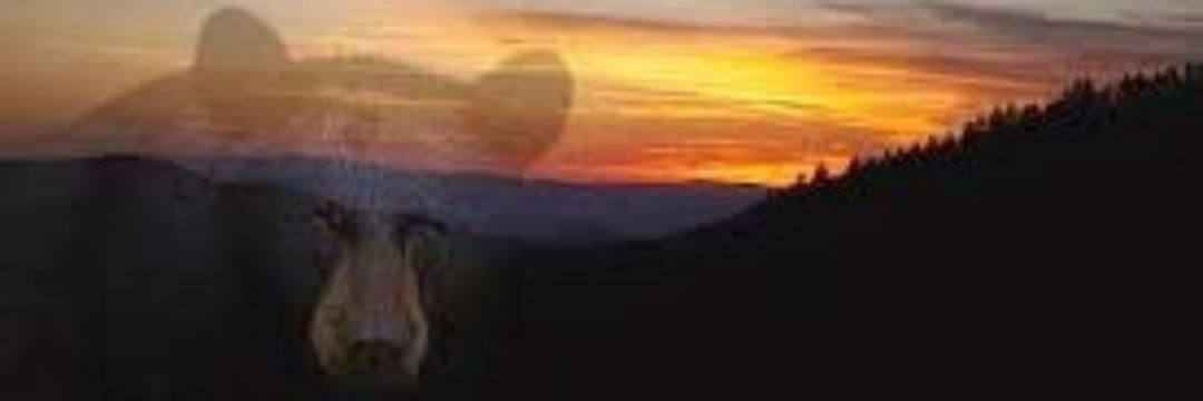 trapperwalt19's profile banner image