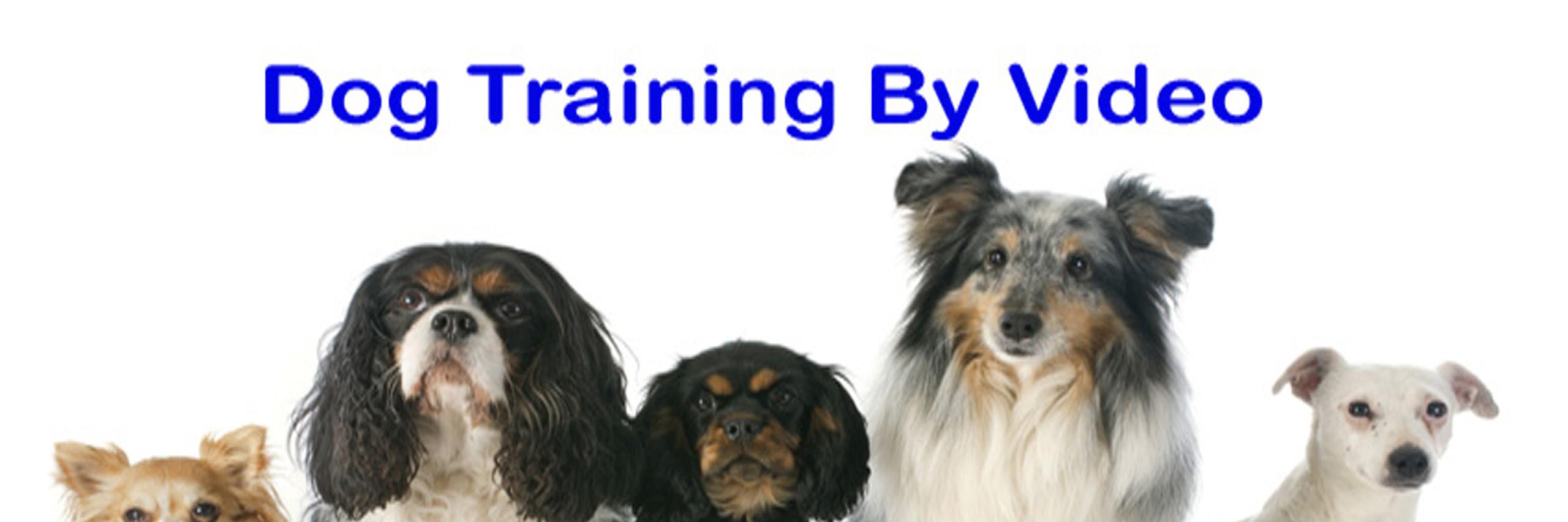 dogtrainingby's profile banner image
