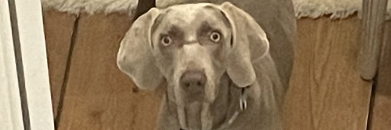 AvocadoIm's profile banner image