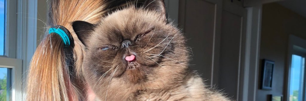 DerTheCat's profile banner image